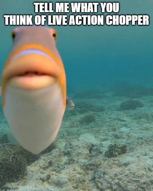 Tell me | TELL ME WHAT YOU THINK OF LIVE ACTION CHOPPER | image tagged in staring fish | made w/ Imgflip meme maker