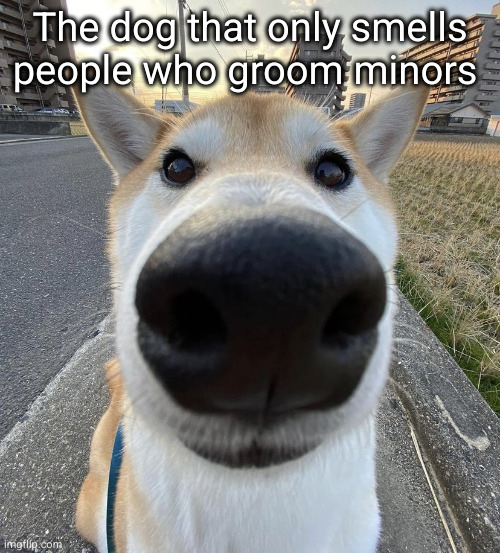 Big Nose Dog | The dog that only smells people who groom minors | image tagged in big nose dog | made w/ Imgflip meme maker
