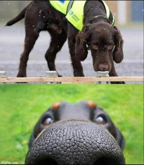 dog sniff meme | image tagged in dog sniff meme | made w/ Imgflip meme maker
