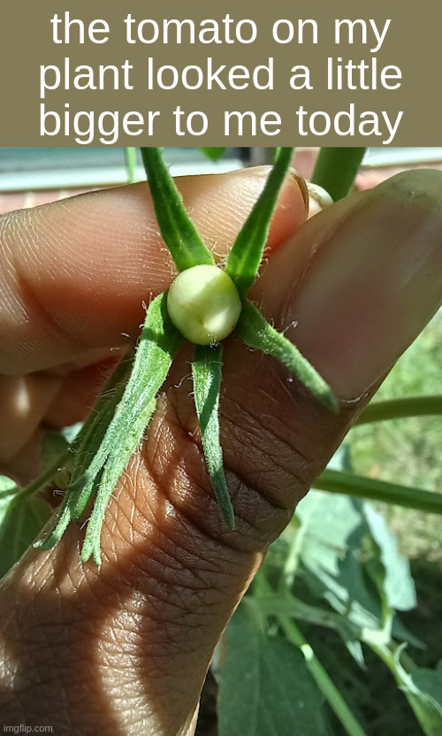 the tomato on my plant looked a little bigger to me today | made w/ Imgflip meme maker