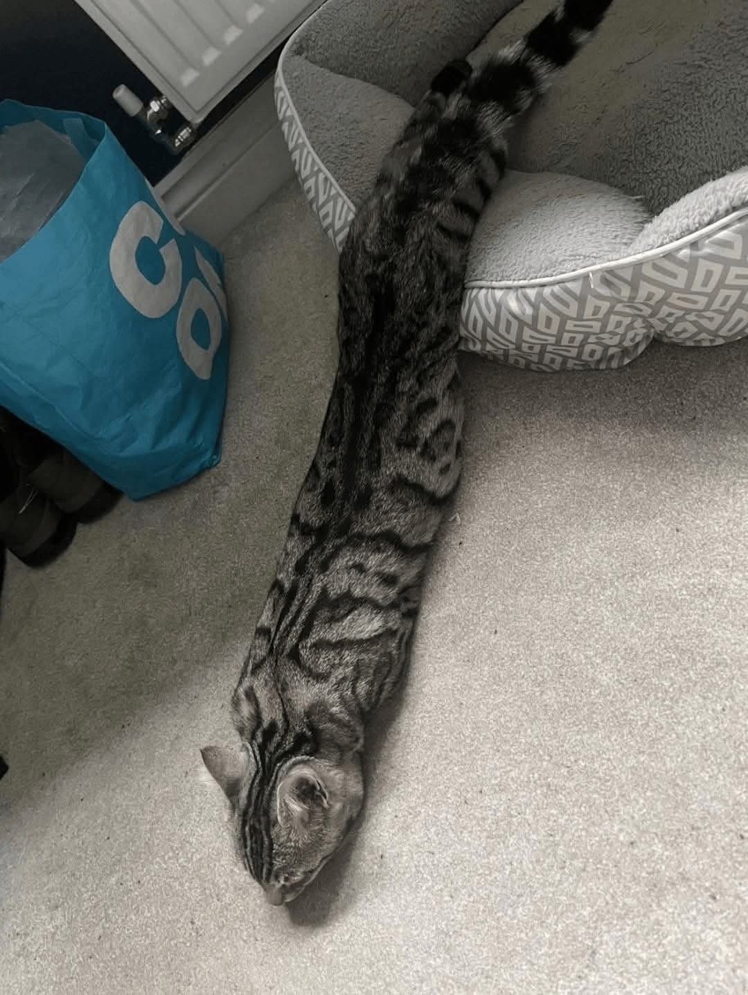 High Quality Catconda Blank Meme Template