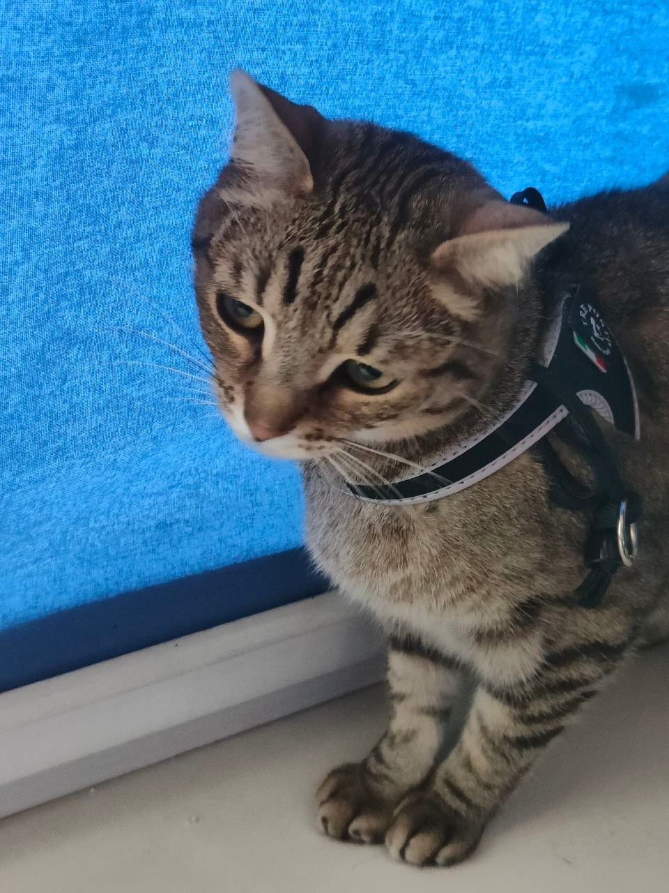 Cat Blank Meme Template