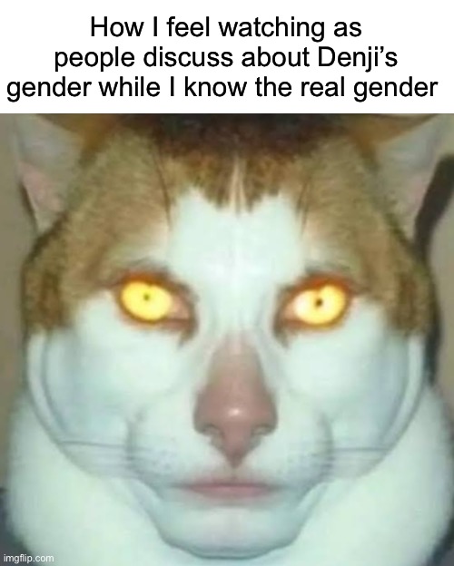 Sigma Cat | How I feel watching as people discuss about Denji’s gender while I know the real gender | image tagged in sigma cat,msmg | made w/ Imgflip meme maker
