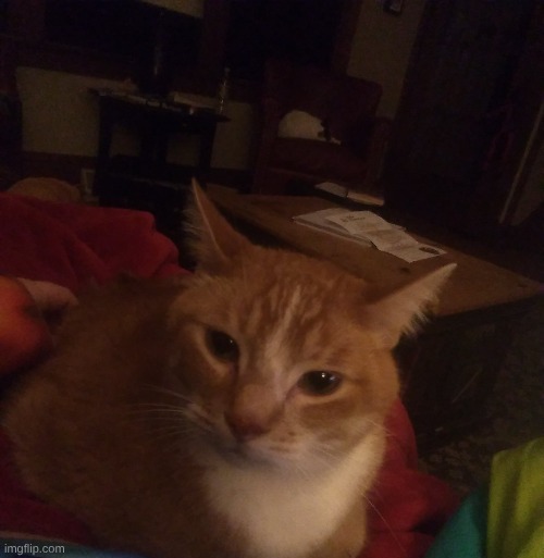 my favorite cat Oscar decided to lay on my blanket lol | made w/ Imgflip meme maker