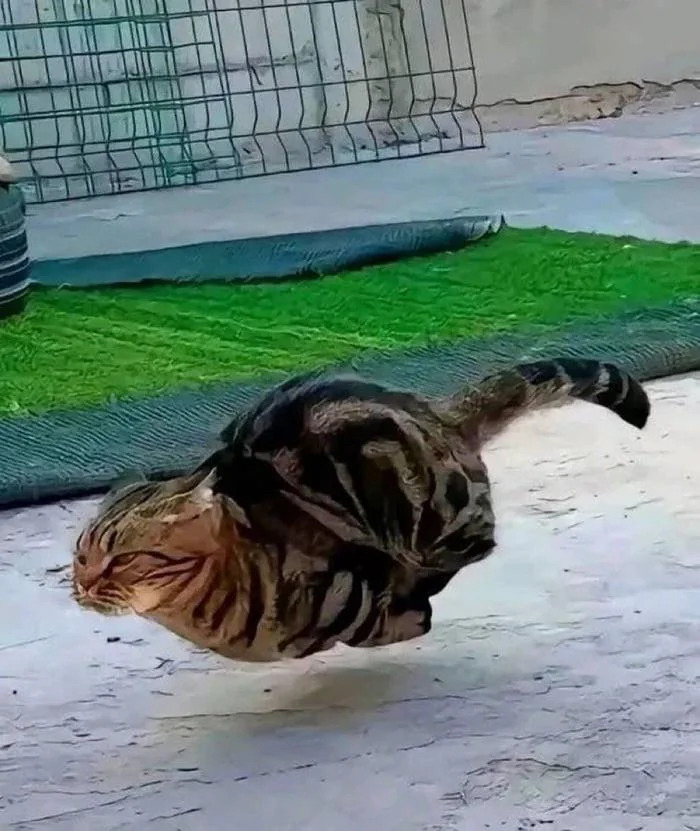 KISSA MEME PÄIVÄ Blank Meme Template