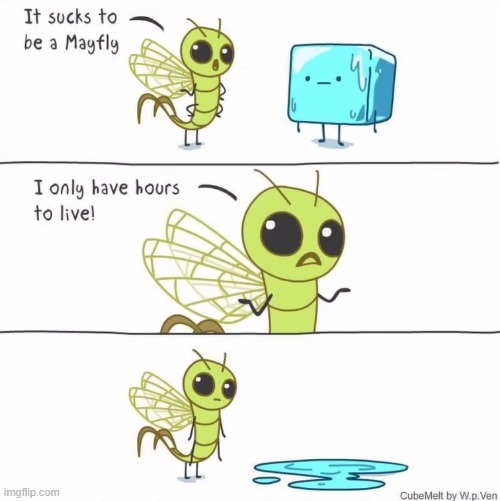 image tagged in mayfly,hours,live,ice cube,melting,water | made w/ Imgflip meme maker