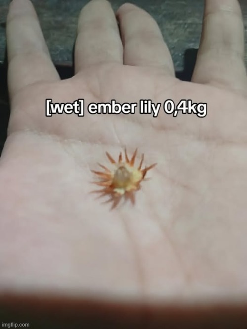 image tagged in grow a garden,roblox,ember lily | made w/ Imgflip meme maker