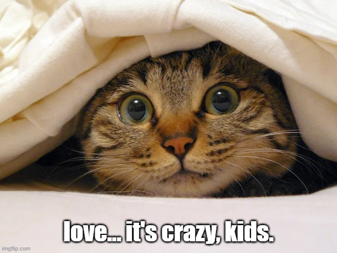 love... it's crazy, kids. | made w/ Imgflip meme maker
