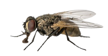 fly Blank Meme Template