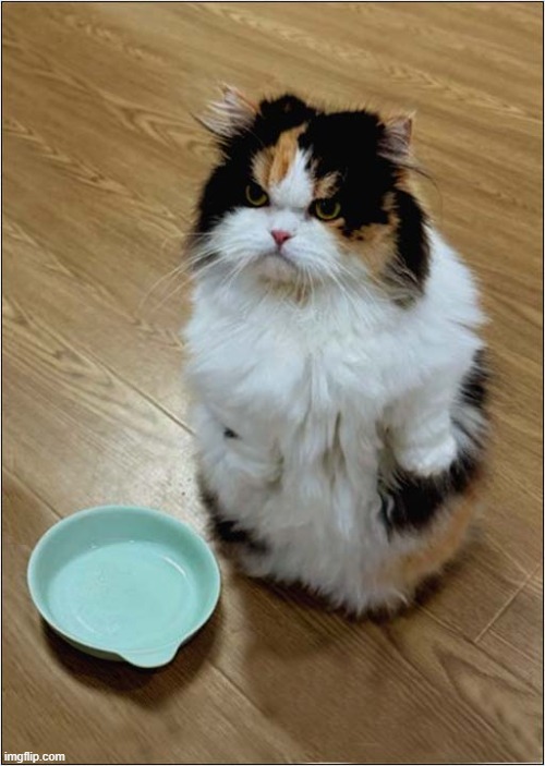 No Caption Necessary ! | image tagged in cats,feed me | made w/ Imgflip meme maker