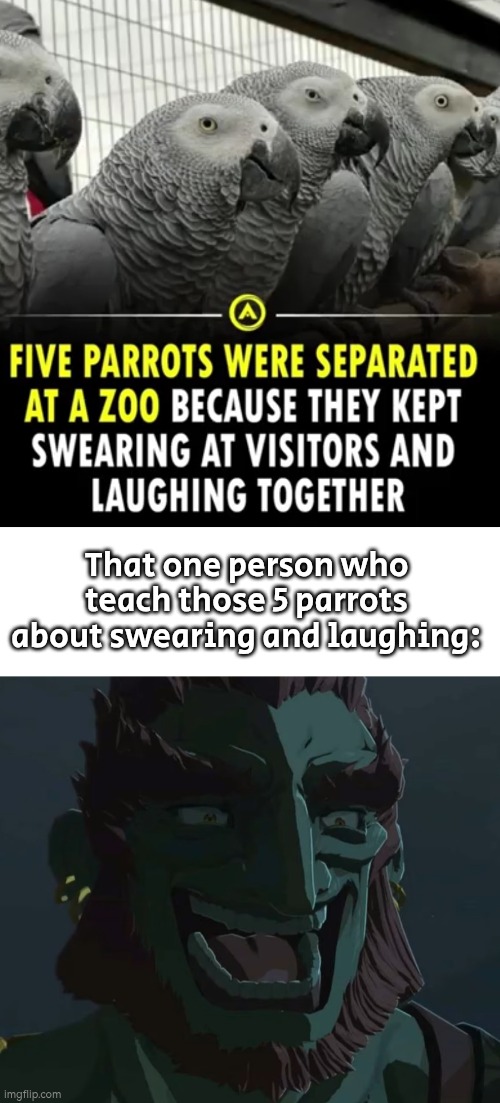 He probably do this as a little trolling. | That one person who teach those 5 parrots about swearing and laughing: | image tagged in swearing,parrot | made w/ Imgflip meme maker