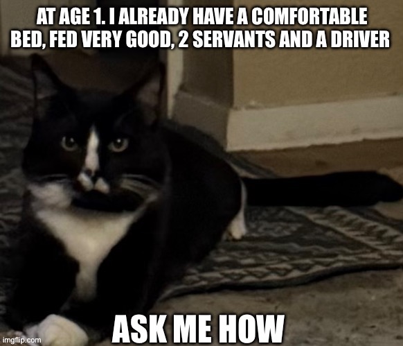 Cat big advice | image tagged in tuxedo cat,cats,wealth | made w/ Imgflip meme maker