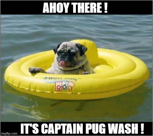He Sails The Seas Again ! | AHOY THERE ! IT'S CAPTAIN PUG WASH ! | image tagged in dogs,pug,captain pugwash,uk,cartoon,visual pun | made w/ Imgflip meme maker