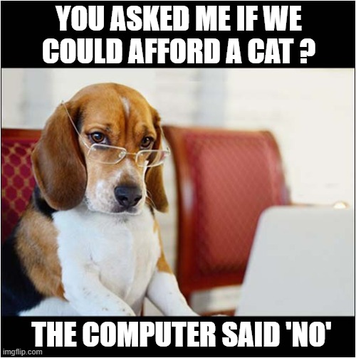 A Computer Literate Hound ! | YOU ASKED ME IF WE
COULD AFFORD A CAT ? THE COMPUTER SAID 'NO' | image tagged in dogs,beagle,computer,no | made w/ Imgflip meme maker