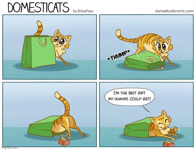 Truth… | image tagged in cats,comics,domesticats,best gift | made w/ Imgflip meme maker