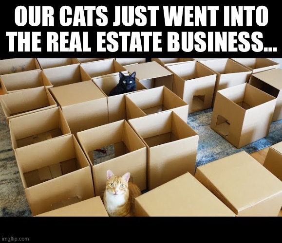 They’ve become quite the entrepreneurs… | OUR CATS JUST WENT INTO THE REAL ESTATE BUSINESS… | image tagged in cats,real estate,boxes | made w/ Imgflip meme maker