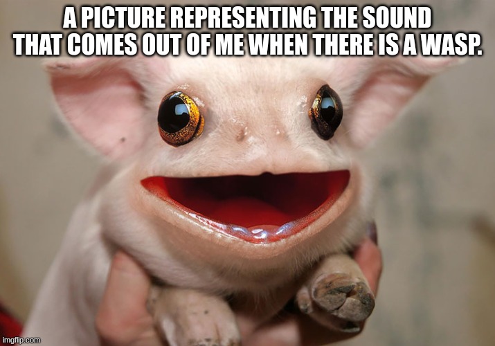 I don't like wasps. | A PICTURE REPRESENTING THE SOUND THAT COMES OUT OF ME WHEN THERE IS A WASP. | image tagged in wasp | made w/ Imgflip meme maker