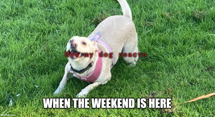 Excited | How my dog reacts; WHEN THE WEEKEND IS HERE | image tagged in excited dog,funny memes | made w/ Imgflip meme maker