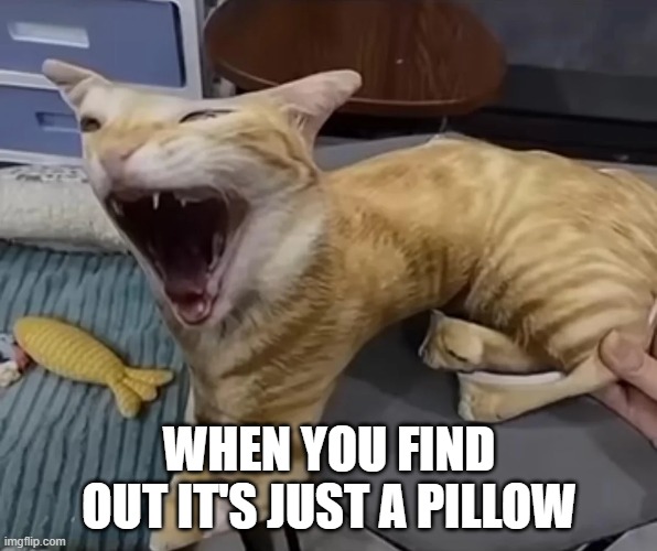 Cat Pillow | WHEN YOU FIND OUT IT'S JUST A PILLOW | image tagged in cats | made w/ Imgflip meme maker