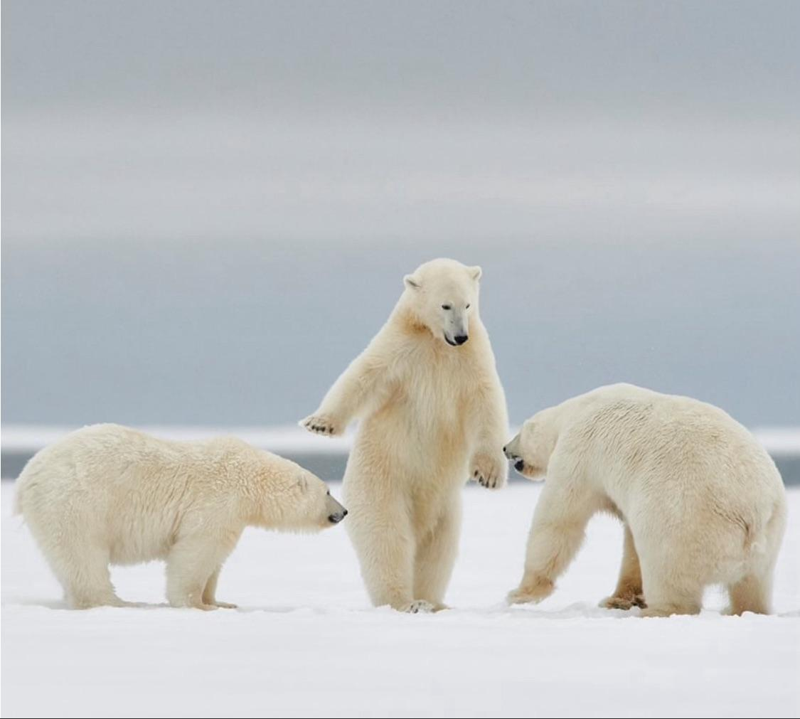Polar Bears Blank Meme Template