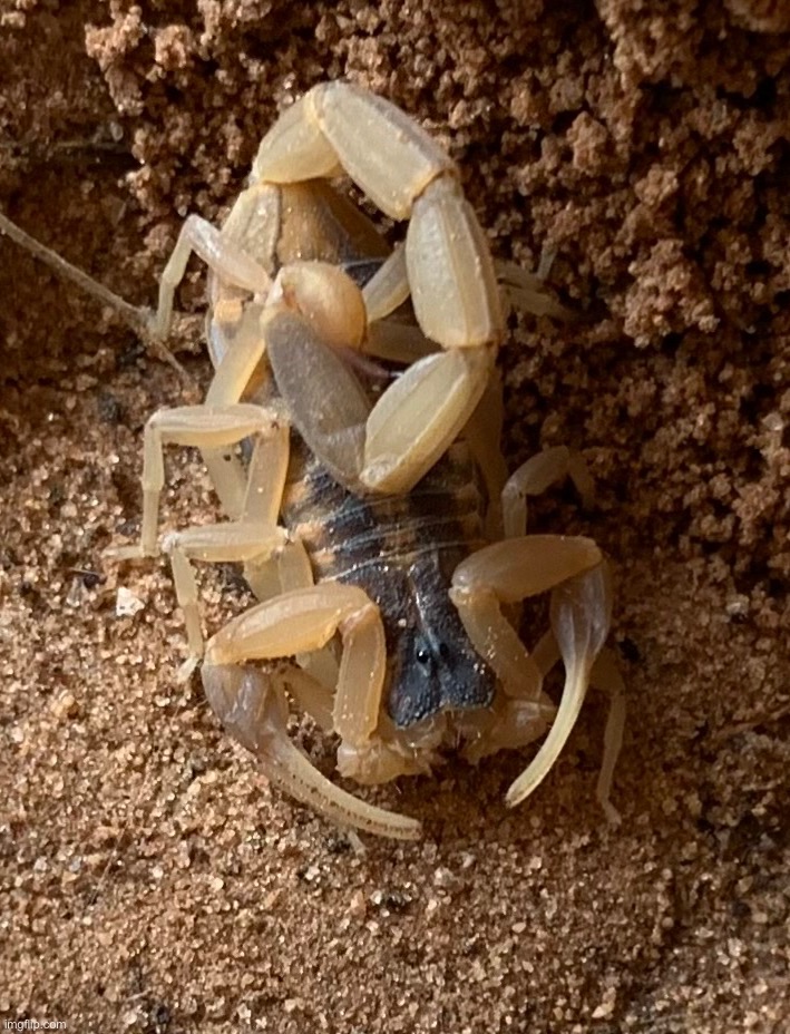 The skrunkly | made w/ Imgflip meme maker