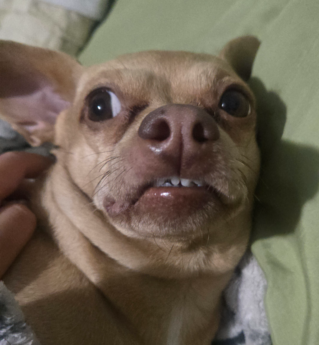 Fiesty Blank Meme Template