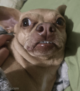 Fiesta chihu7 | image tagged in gifs,funny,weird,dog | made w/ Imgflip images-to-gif maker