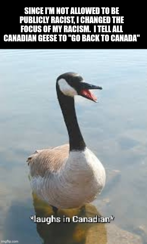 Laughs in canadian | SINCE I'M NOT ALLOWED TO BE PUBLICLY RACIST, I CHANGED THE FOCUS OF MY RACISM.  I TELL ALL CANADIAN GEESE TO "GO BACK TO CANADA" | image tagged in laughs in canadian | made w/ Imgflip meme maker