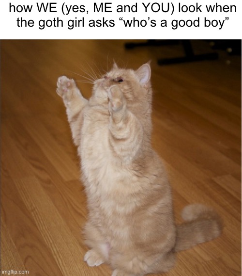 Yes, WE. US. No french | how WE (yes, ME and YOU) look when the goth girl asks “who’s a good boy” | image tagged in blank white template,can i has - cat standing | made w/ Imgflip meme maker