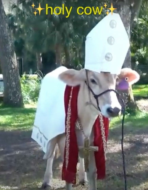 holy cow | ✨holy cow✨ | made w/ Imgflip meme maker