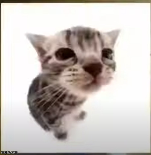 El Gatito | image tagged in el gatito | made w/ Imgflip meme maker