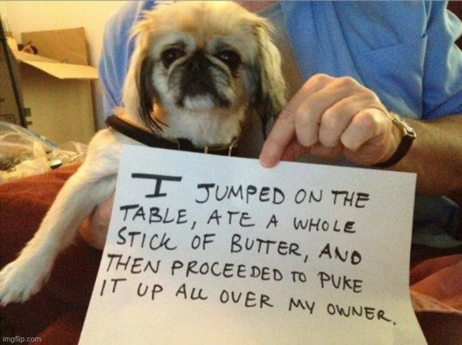 Butter Puker | image tagged in dogs,funny dogs,puke,butter,pet shamed,bad dog | made w/ Imgflip meme maker