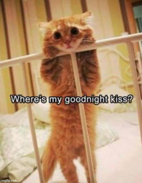 Mah Goodnight Kiss | image tagged in cats,funny cat memes,cute cat,kittens,goodnight,kiss | made w/ Imgflip meme maker