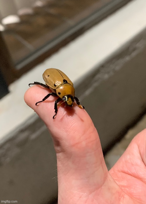 Spotted grapevine beetle | made w/ Imgflip meme maker