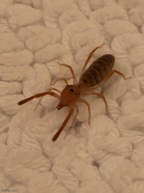 Remembering that time I found a camel spider in my bathroom | made w/ Imgflip meme maker
