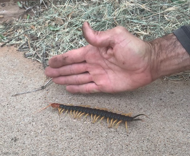 Remembering that time we found the barn cats pawing at a giant redhead centipede | made w/ Imgflip meme maker
