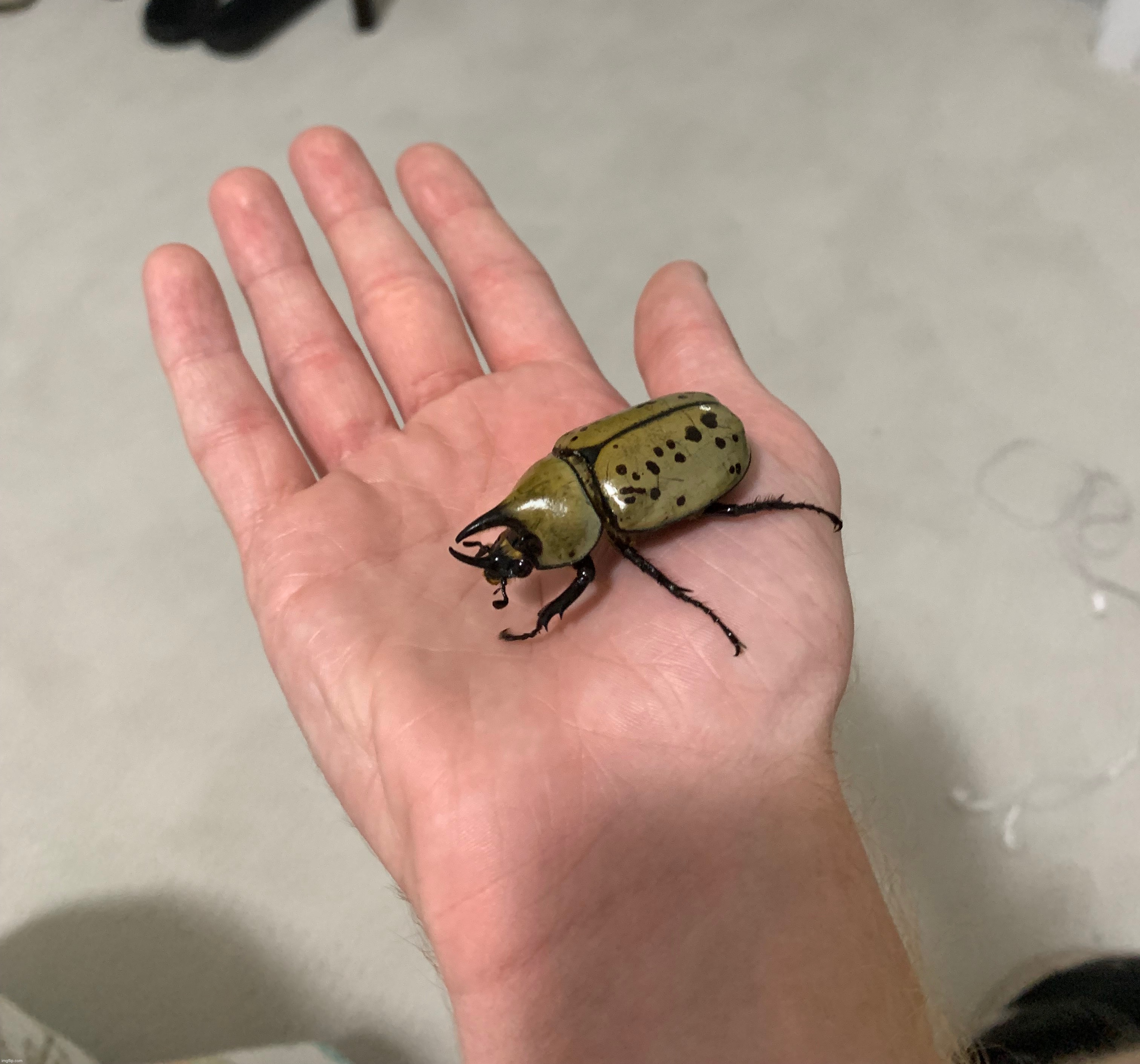 Remembering that time I found an Eastern Hercules Beetle on the side walk one night and took it home | made w/ Imgflip meme maker