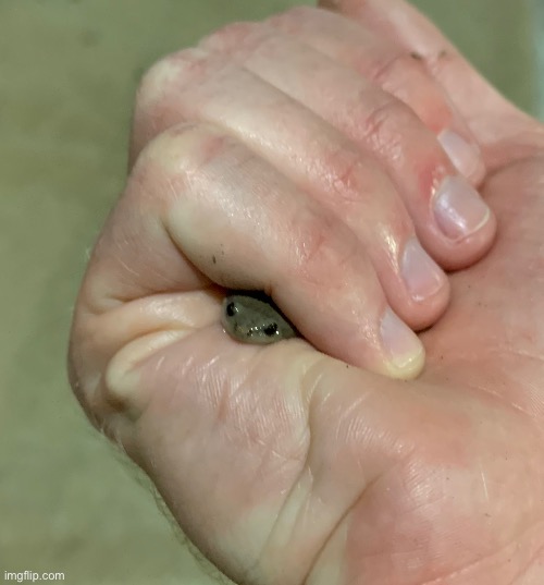 Angry frog | made w/ Imgflip meme maker