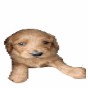 dance | image tagged in gifs,dog | made w/ Imgflip images-to-gif maker