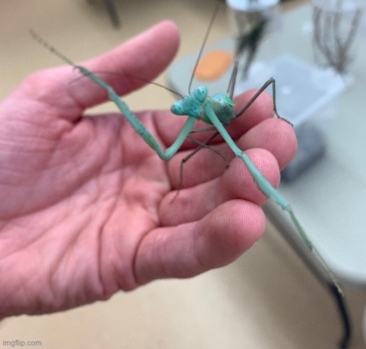 Tried to crawl on the phone | made w/ Imgflip meme maker