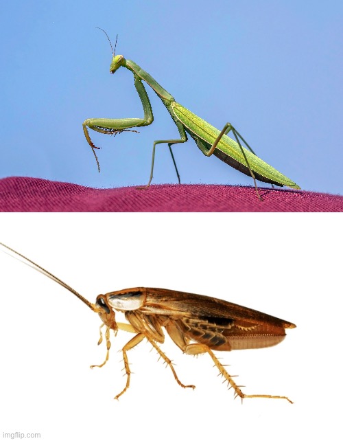 Mantises and cockroaches are closely related | made w/ Imgflip meme maker