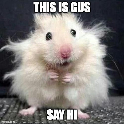 Gus | THIS IS GUS; SAY HI | image tagged in stressed mouse | made w/ Imgflip meme maker