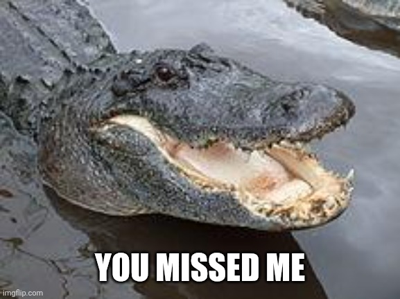 Alligator Wut | YOU MISSED ME | image tagged in alligator wut | made w/ Imgflip meme maker