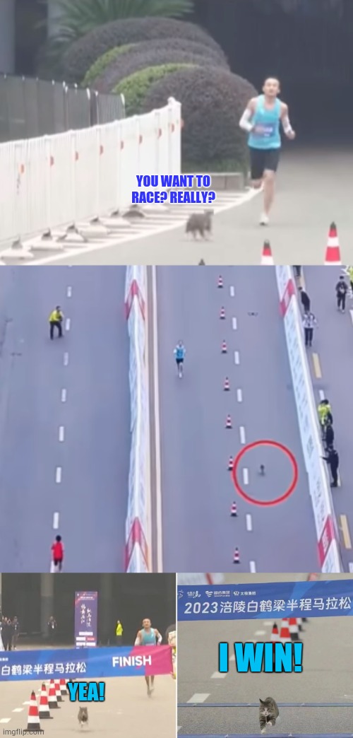 Catch Me If You Can | YOU WANT TO RACE? REALLY? I WIN! YEA! | image tagged in memes,cats,running,marathon,celebrate,win | made w/ Imgflip meme maker