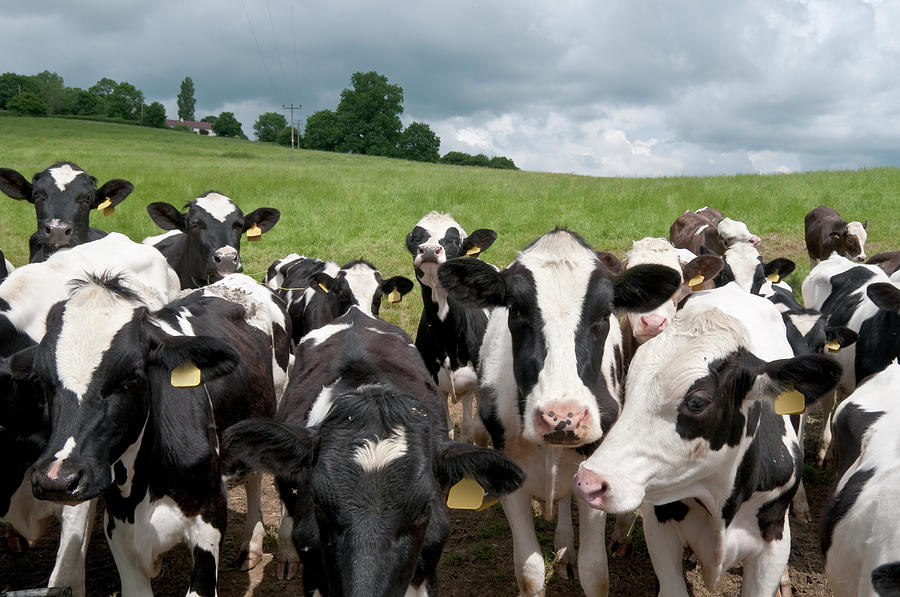 Cow Herd Blank Meme Template