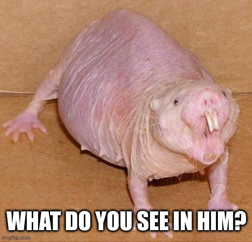 naked mole rat | WHAT DO YOU SEE IN HIM? | image tagged in naked mole rat | made w/ Imgflip meme maker