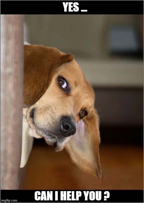 That's A Suspicious Stare | YES ... CAN I HELP YOU ? | image tagged in dogs,stare,suspicious dog | made w/ Imgflip meme maker