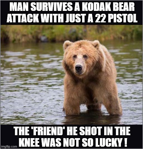 A Typical American Hikers Tale | MAN SURVIVES A KODAK BEAR
ATTACK WITH JUST A 22 PISTOL; THE 'FRIEND' HE SHOT IN THE 
KNEE WAS NOT SO LUCKY ! | image tagged in survival,bear attack,lucky,dark humour | made w/ Imgflip meme maker