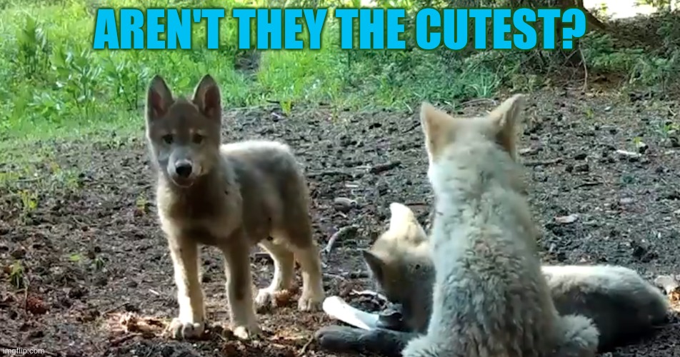Wolf Pup Sighting In Colorado | AREN'T THEY THE CUTEST? | image tagged in memes,fun,wolf,puppies,colorado,so cute | made w/ Imgflip meme maker
