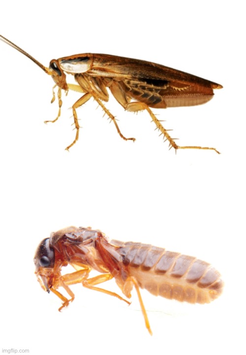 Because cockroaches and termites are in the same scientific family apparently | made w/ Imgflip meme maker